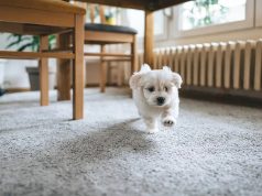 Understanding How to Purchase Carpet for Your Home